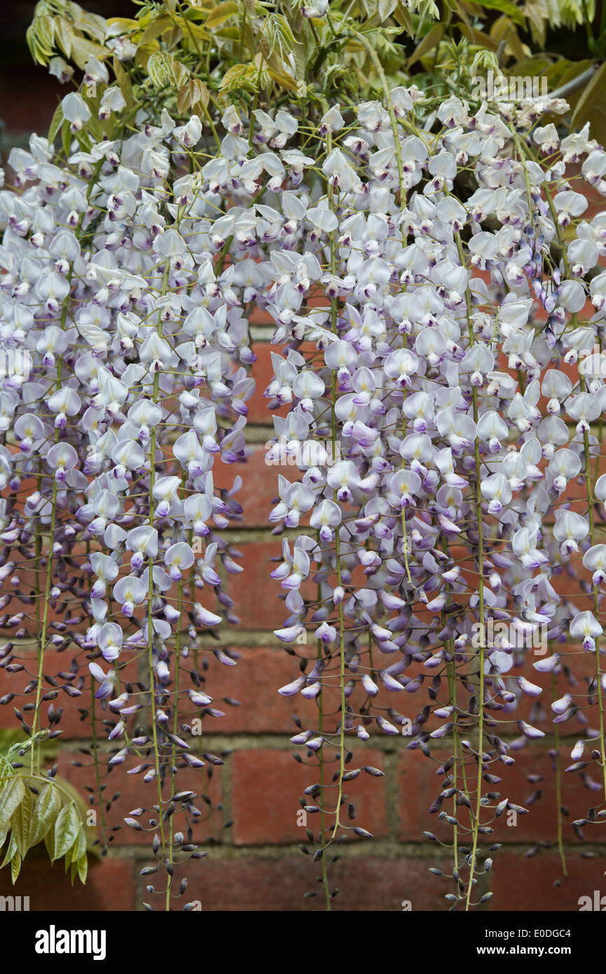 Fioritura Wisteria floribunda kuchi beni contro un muro di mattoni. RHS Wisley Gradens, S Foto Stock