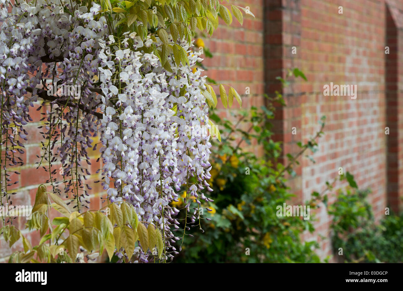 Fioritura Wisteria floribunda kuchi beni contro un muro di mattoni. RHS Wisley Gradens, S Foto Stock