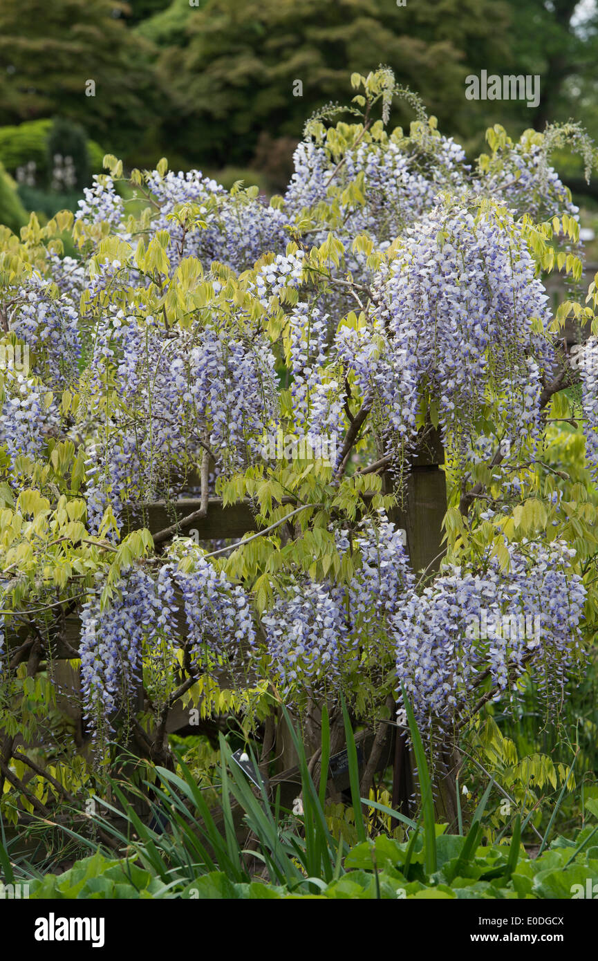 Il Glicine floribunda Multijuga attorno ad un ponte di legno ad RHS Wisley Gardens, Inghilterra Foto Stock
