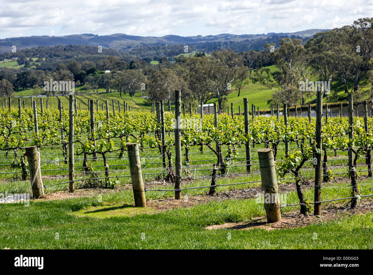 Filari di viti in Adelaide Hills vigneto in Australia Foto Stock