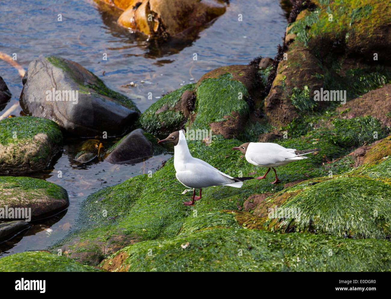 Due nero intitolata Gabbiani sulla costa settentrionale della contea di Antrim Foto Stock