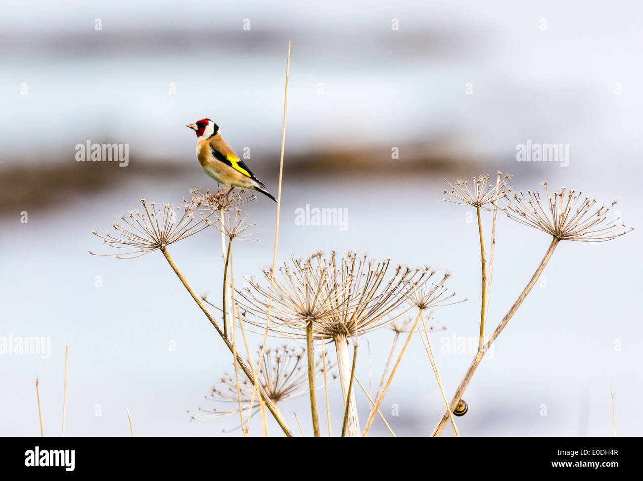 Un Cardellino su un pesce persico con una lumaca Foto Stock