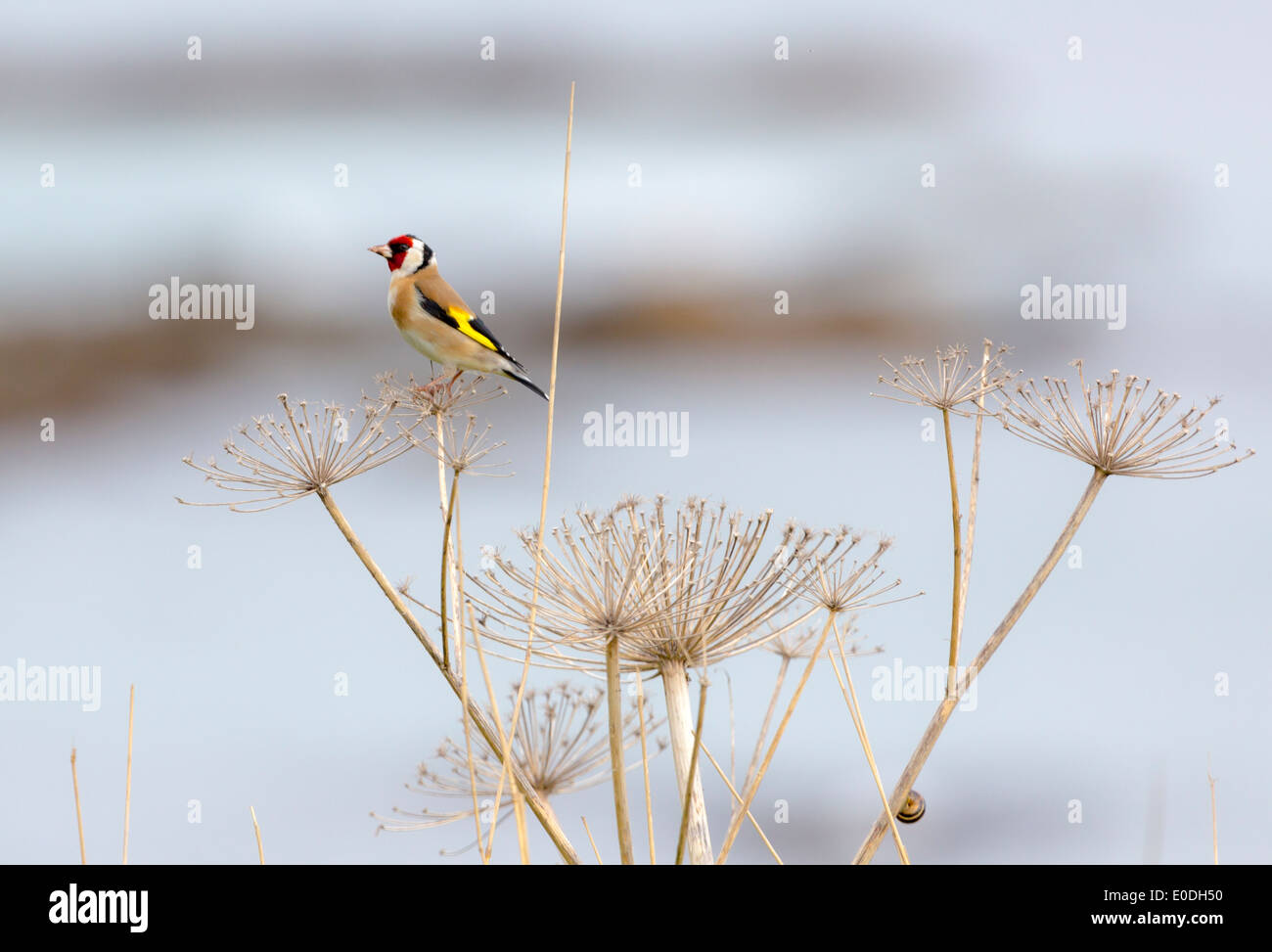 Cardellino a secco su un gambo con una lumaca Foto Stock