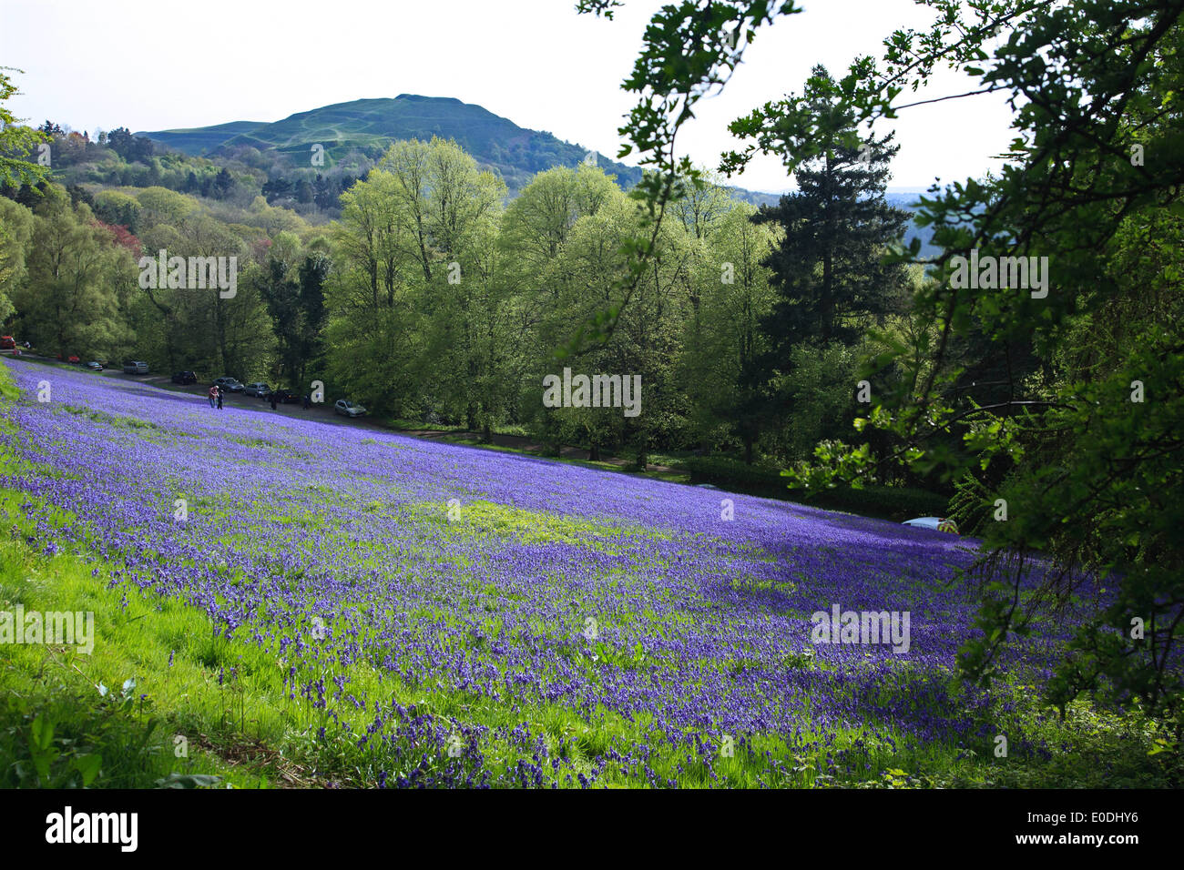 Bluebells su Malvern Hills in Worcestershire con l'Herefordshire Beacon (British Camp) in background Foto Stock