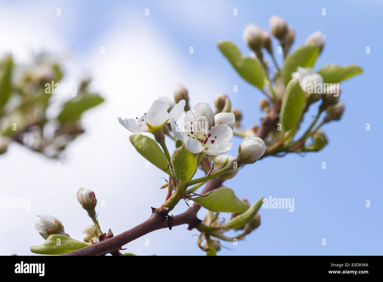 Pera Blossom closeup con cielo blu e nuvole Foto Stock