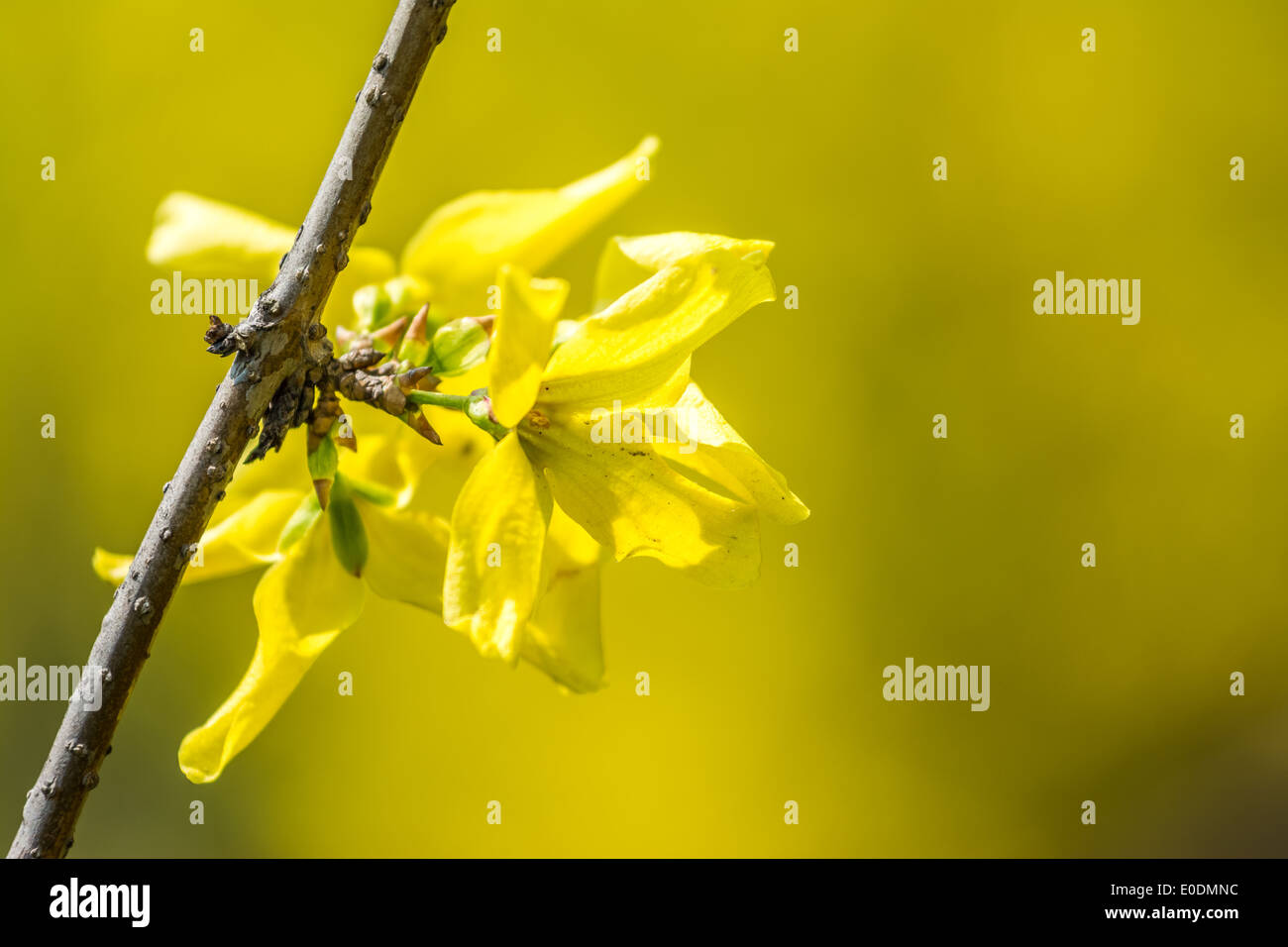 Fiore giallo sul ramo di albero fiorisce in primavera Foto Stock