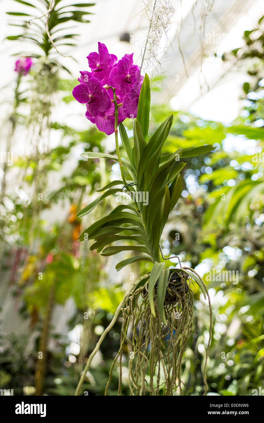 Primo piano delle radici di orchidee immagini e fotografie stock ad alta  risoluzione - Alamy