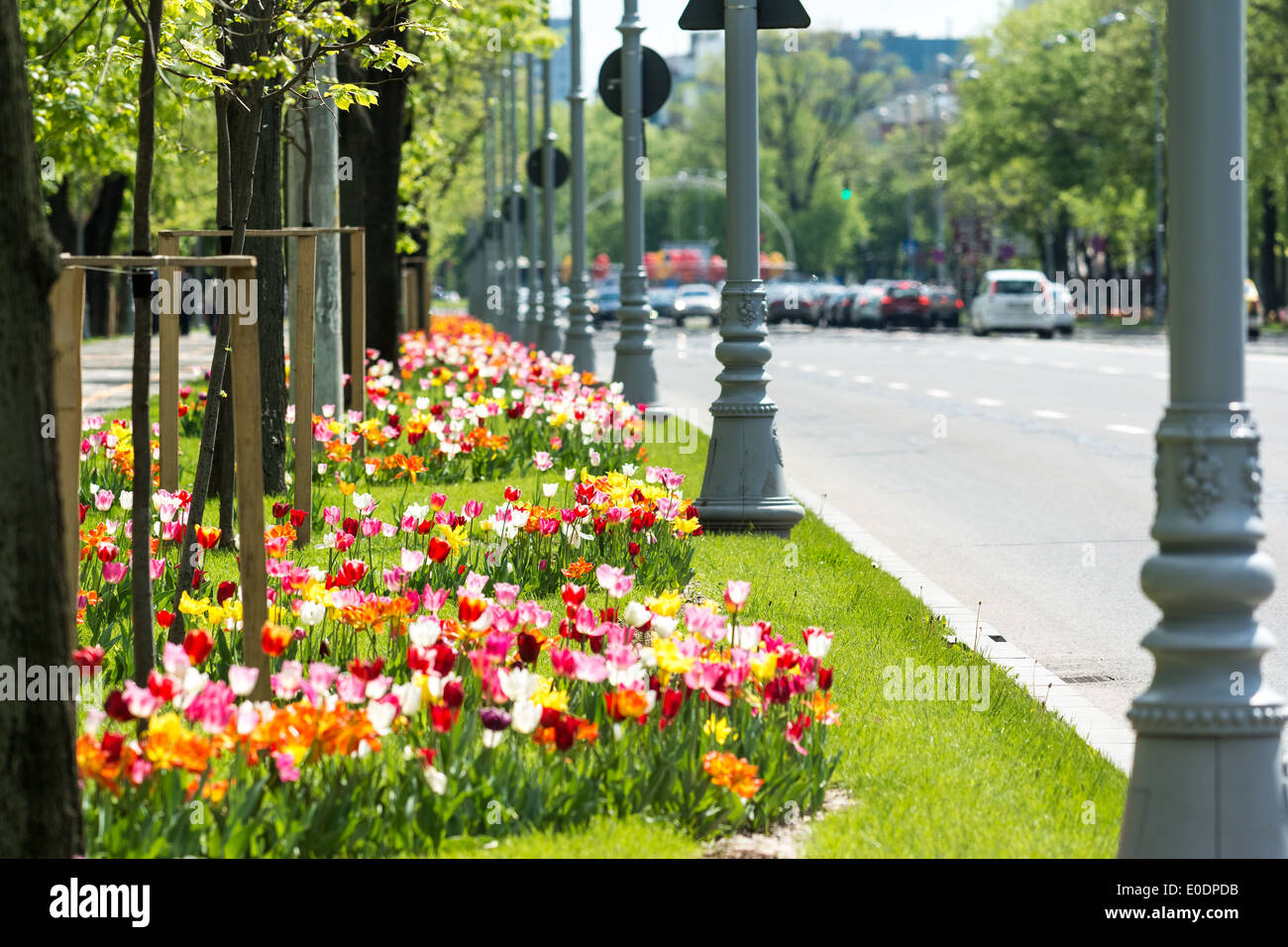 Colorata fioritura di tulipani nei pressi di City Road Foto Stock