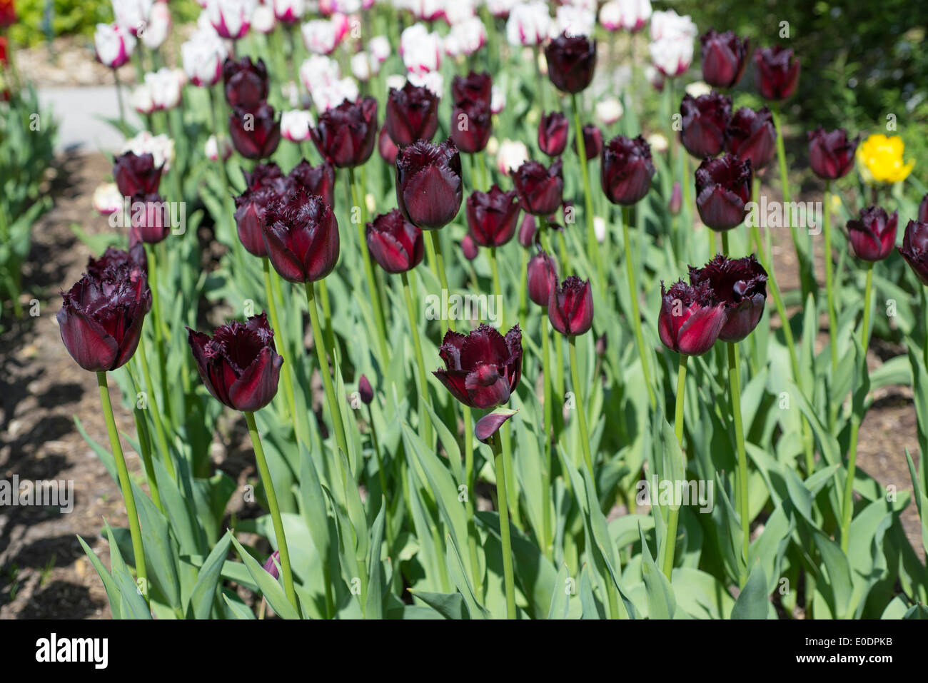 Tulip "Vincent van Gogh' Foto Stock