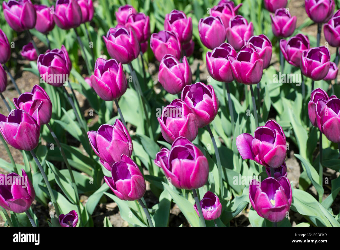 I tulipani, Tulipa 'Blue Ribbon" Foto Stock