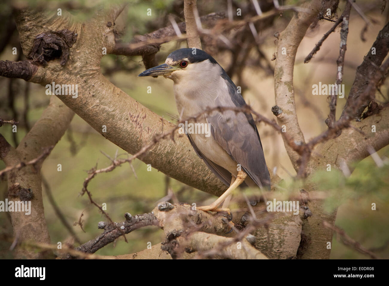 Black-Crowned Night-Heron di uccelli nel Parco Nazionale di Arusha nel Parco Nazionale di Arusha in Tanzania, Africa orientale. Foto Stock