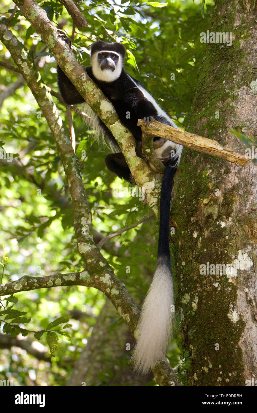 Black and White Colobus Monkey in Kakamega Forest Riserve, Kenya Africa Orientale. Foto Stock