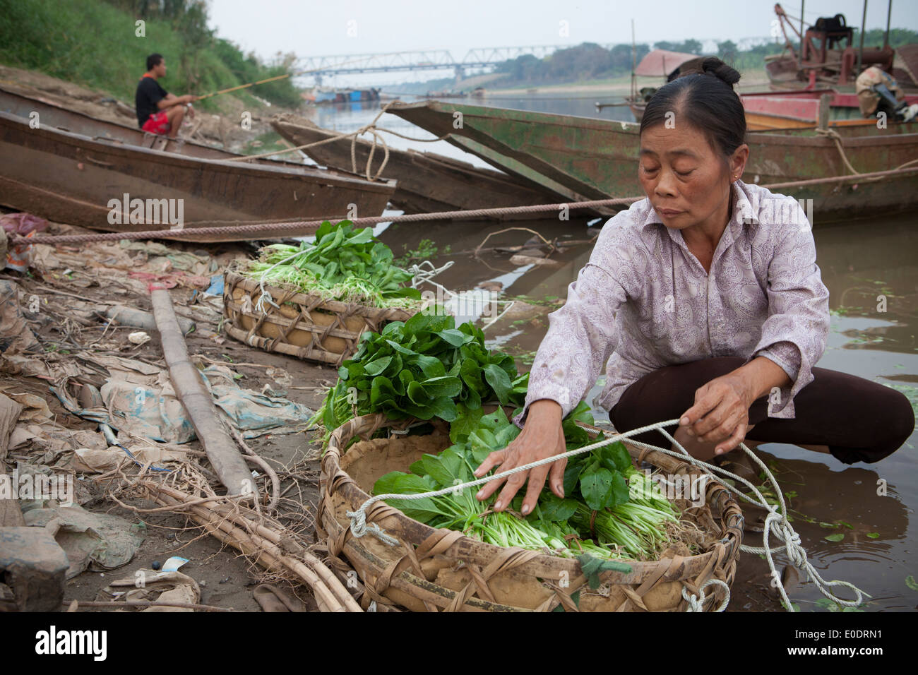 Gli agricoltori lavare verdura lungo il Fiume Rosso ad Hanoi, Vietnam. Foto Stock