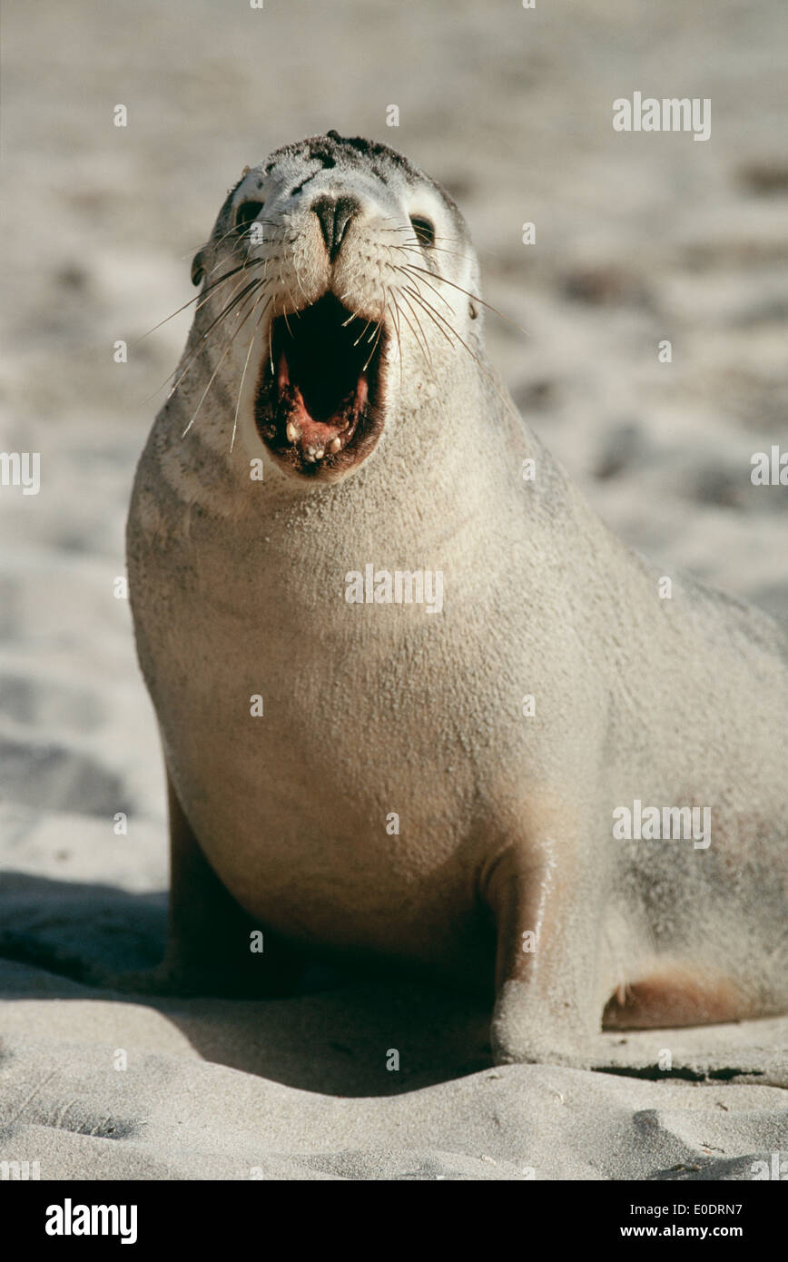 I leoni di mare (Neophoca cinerea) a Kangaroo Island (Australia) noto anche come il mare Australiano-lion o sealion Australiano. Foto Stock