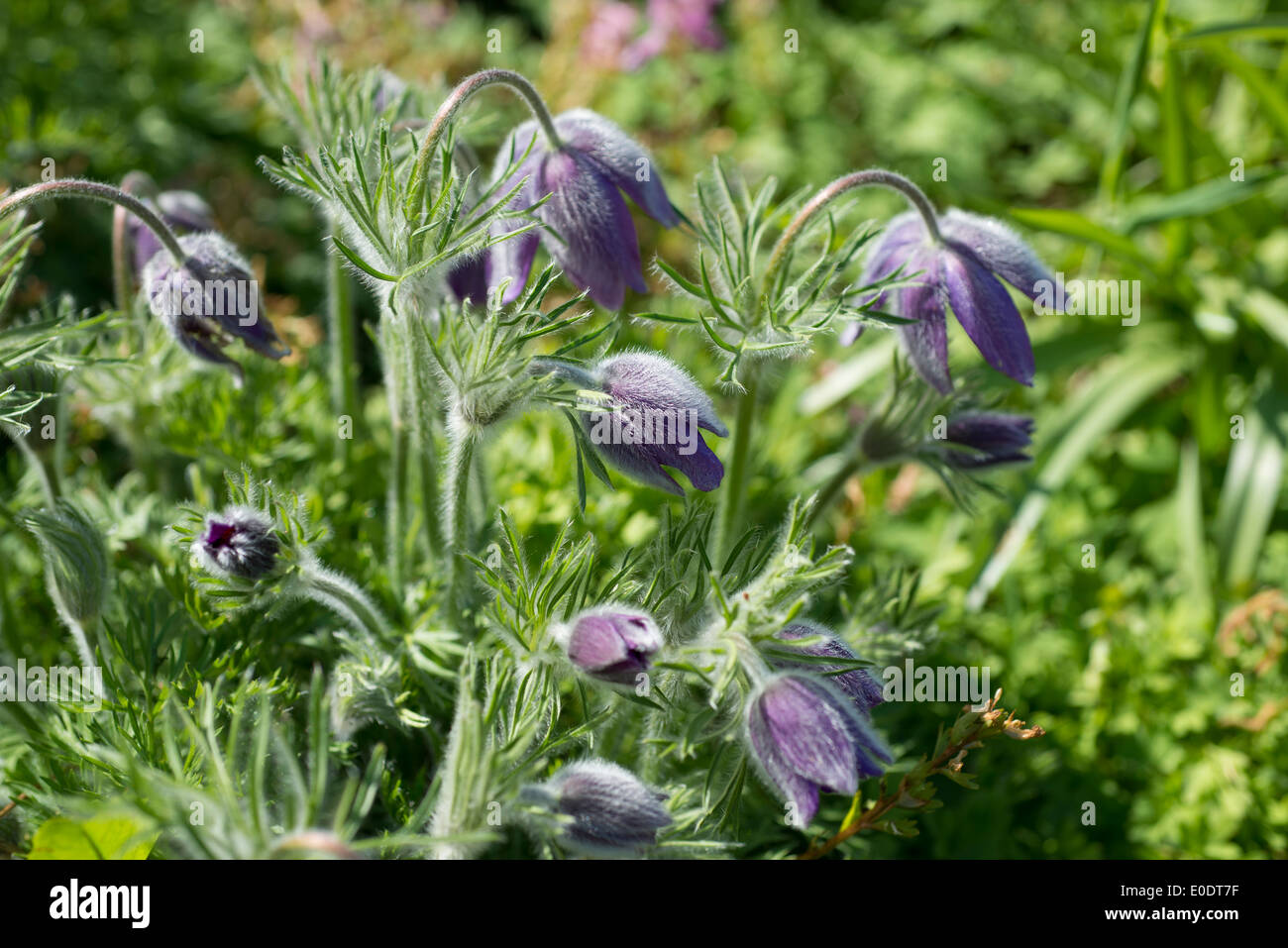 Pulsatilla vulgaris o "pasque flower Foto Stock