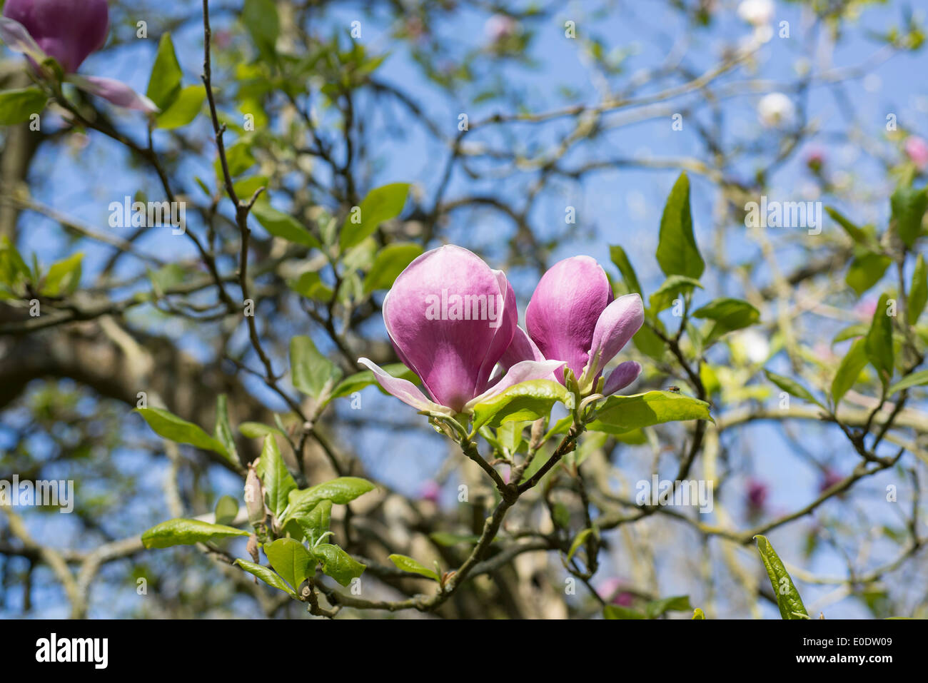 X Magnolia soulangeana 'Lennei' Foto Stock