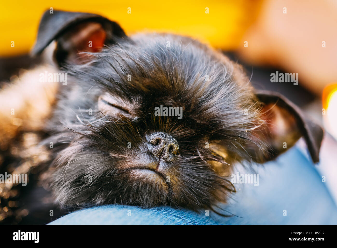 Chiudere fino cane nero Griffon Bruxellois (Bruxelles Grifone, Griffon Belge) dormire sul giro Womans Foto Stock