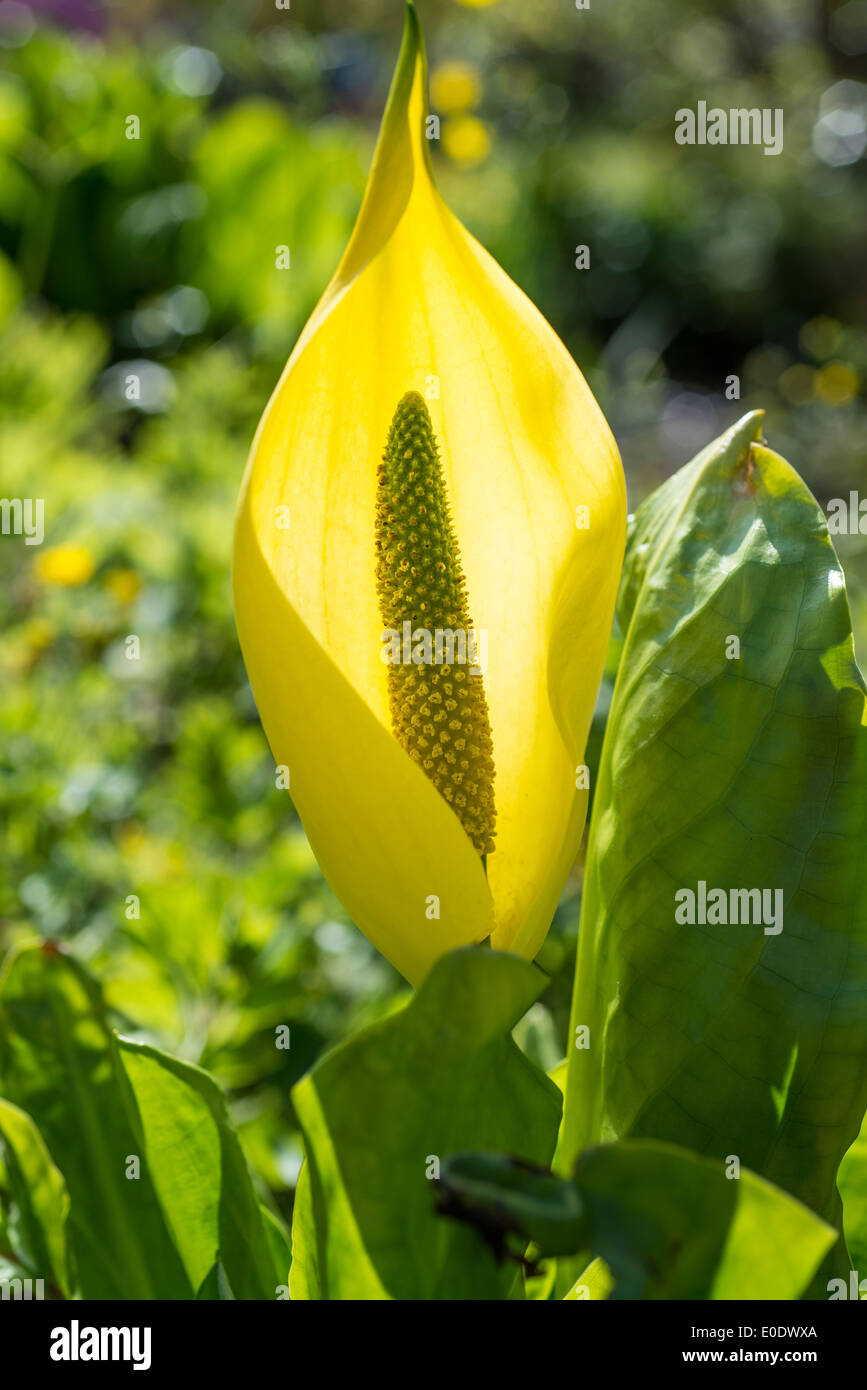 Lysichiton americanus, anche chiamato western Skunk cavolo, giallo Skunk cavolo o lanterna di palude Foto Stock