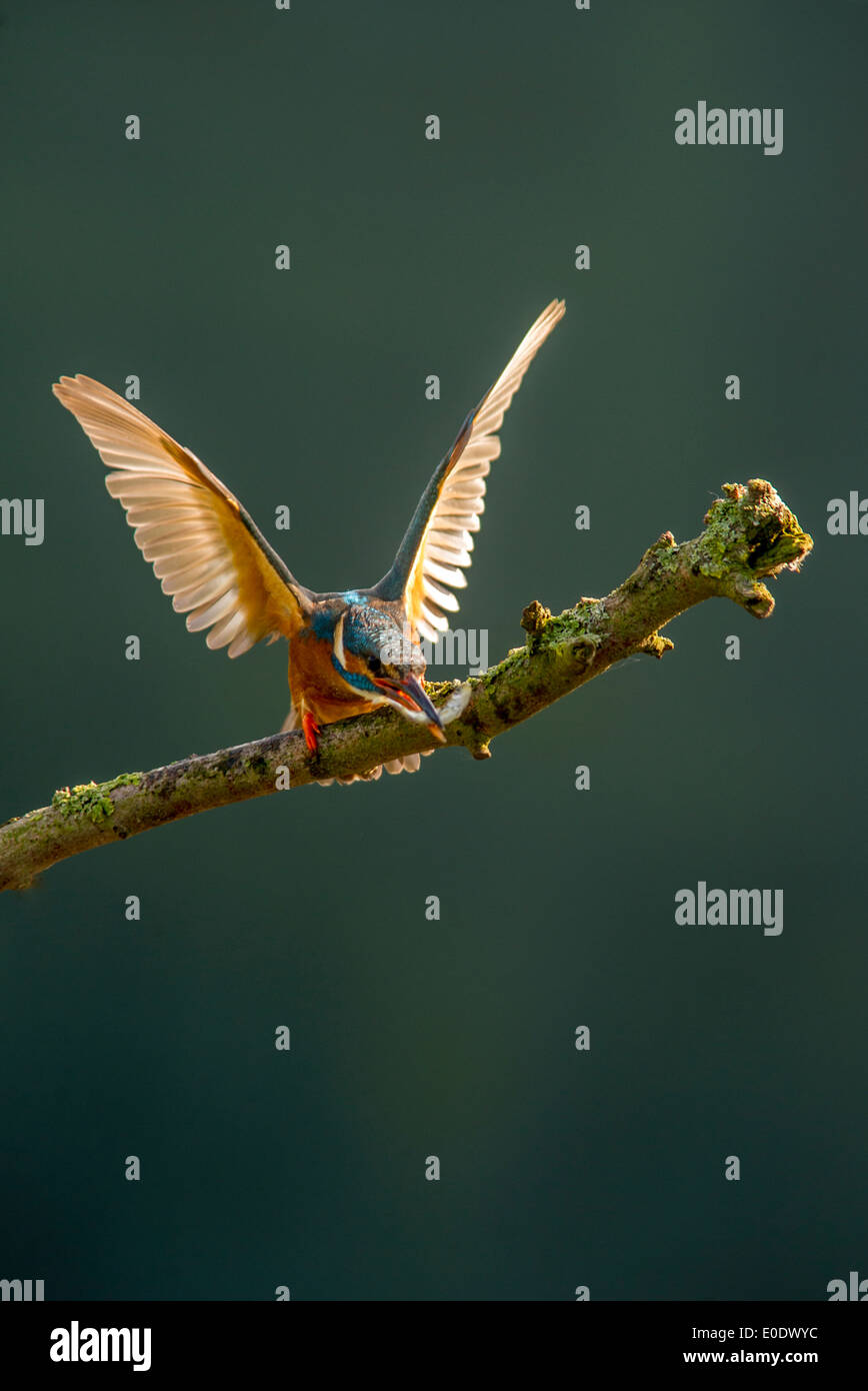Kingfisher, Alcedo atthis con pesce mostra di aggressione Foto Stock