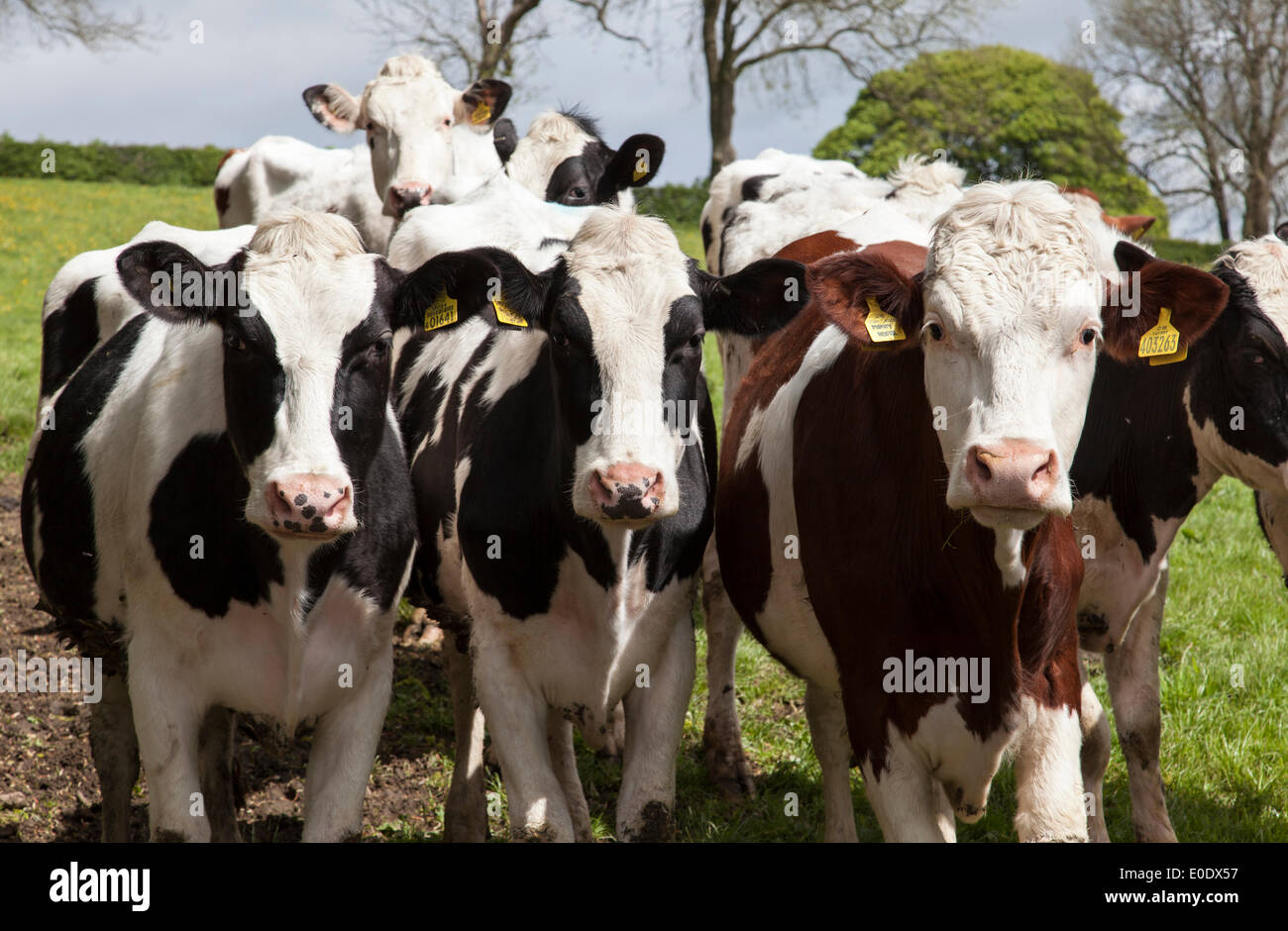 Fritchley, Derbyshire, Regno Unito Il 10 maggio 2014. Giovani bovini allevati per la carne bovina in una fattoria nel villaggio di Fritchley nel Derbyshire, Mark Richardson/Alamy Live News. Foto Stock