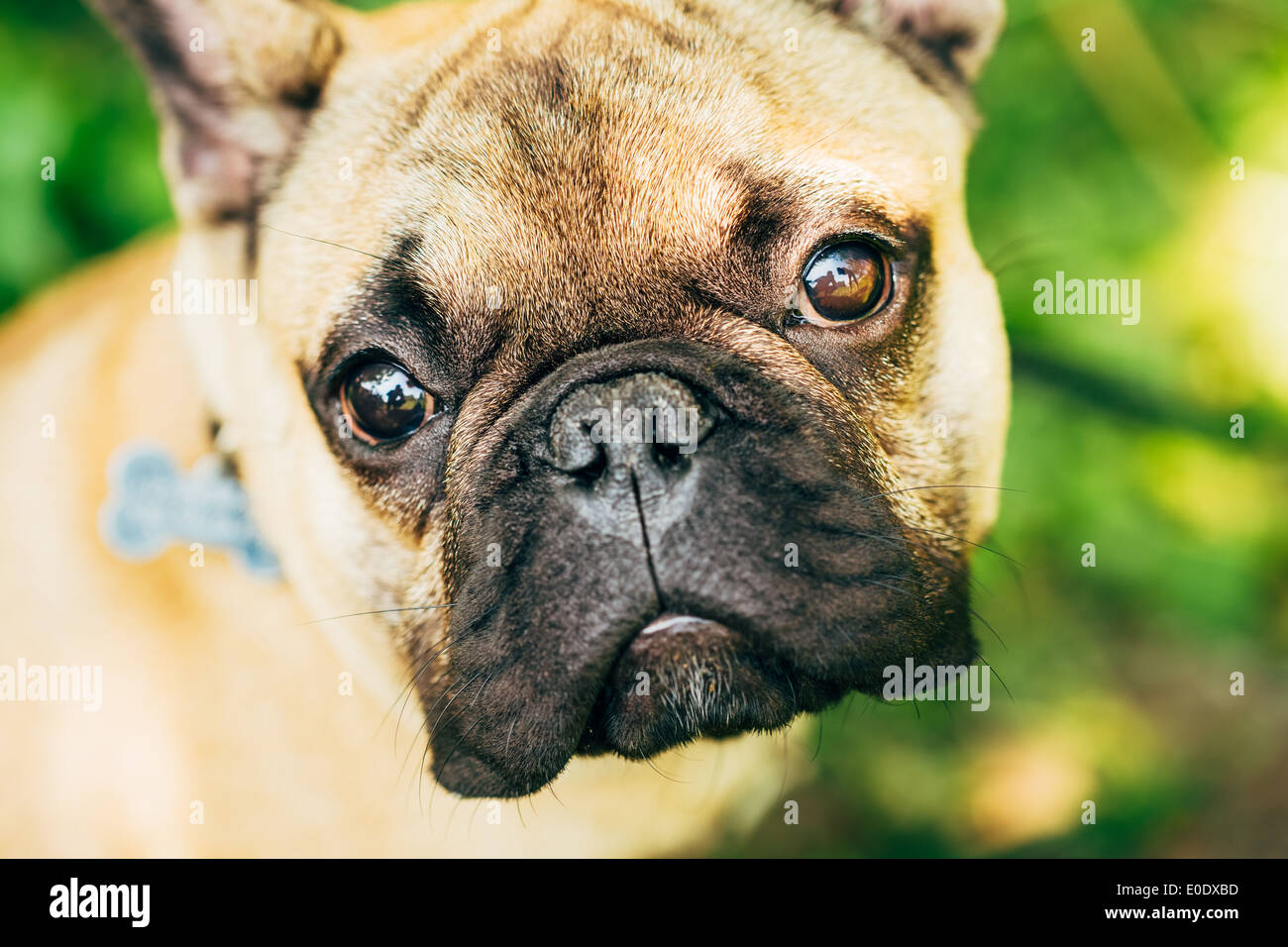 Cane bulldog francese sull'erba Foto Stock