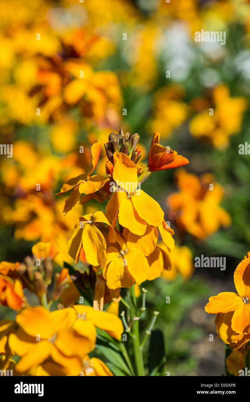 Erysimum cheiri 'Sunset" in bronzo (Sunset serie) Foto Stock