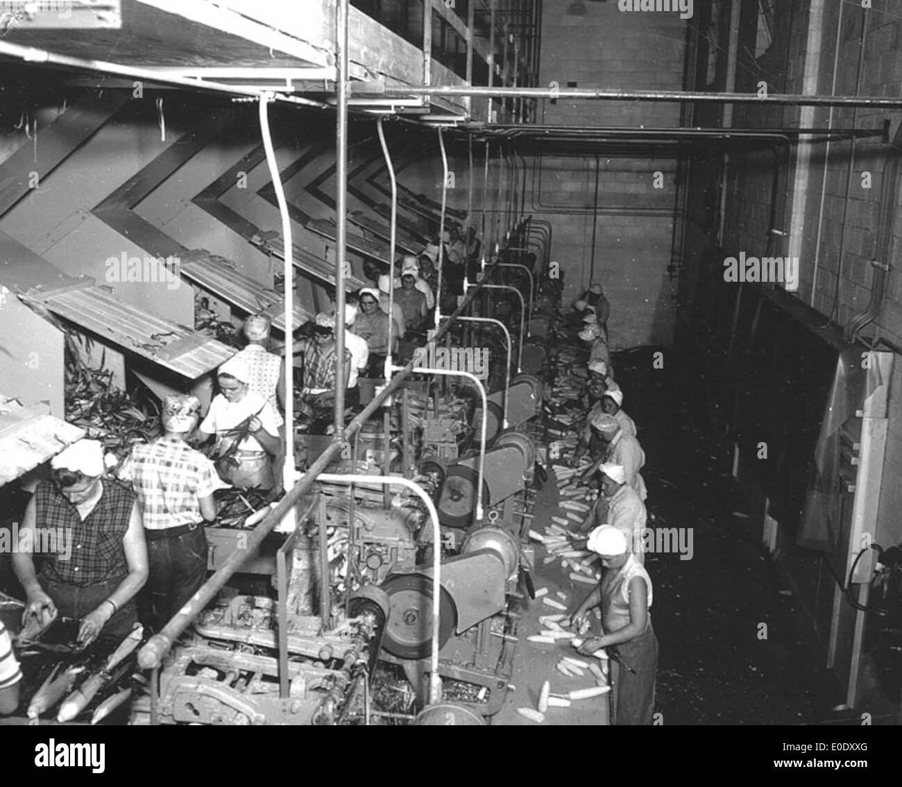 Una fotografia che mostra la Cornwall Canning Limited a Taber, Alberta, che cattura l'industria agricola e il processo di inscatolamento, insieme a immagini di operai e operazioni industriali. Foto Stock