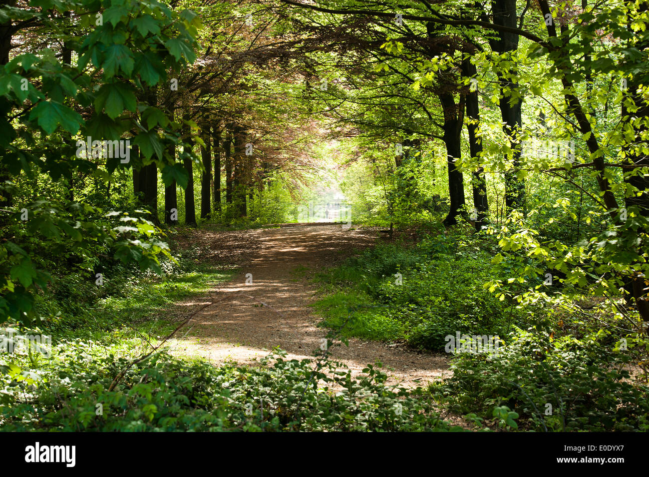 Vista del percorso di foresta, Poligono legno , Ypres Liper Belgio Foto Stock