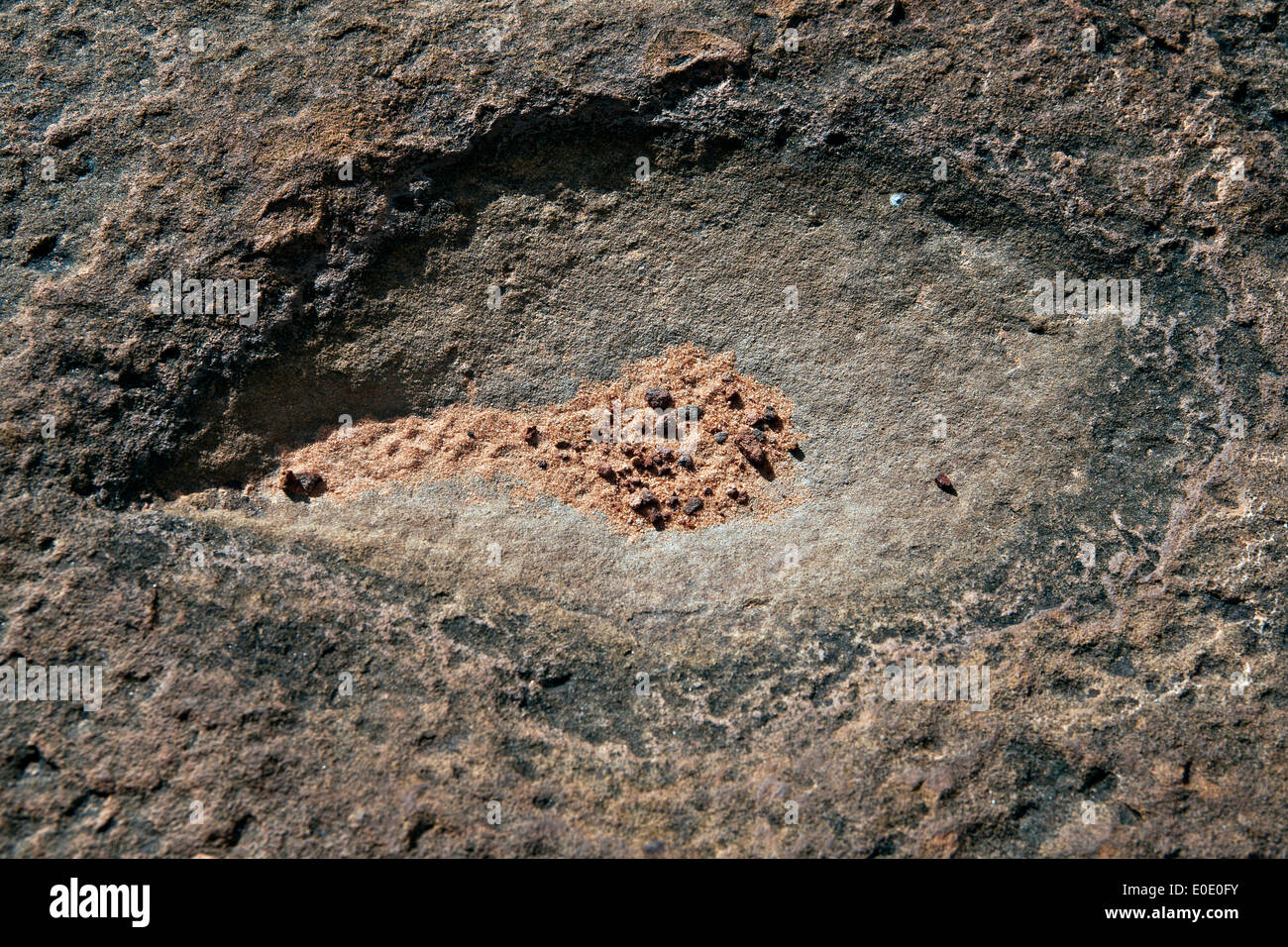 Tracce di dinosauri può essere visto embedded in pietra arenaria sulla sommità del Waterberg Plateau in Namibia Foto Stock