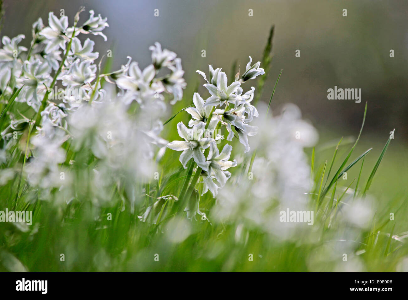 Fiori bianchi di Ornithogalum nutans al Lago Balaton in Aszofö, Ungheria Foto Stock