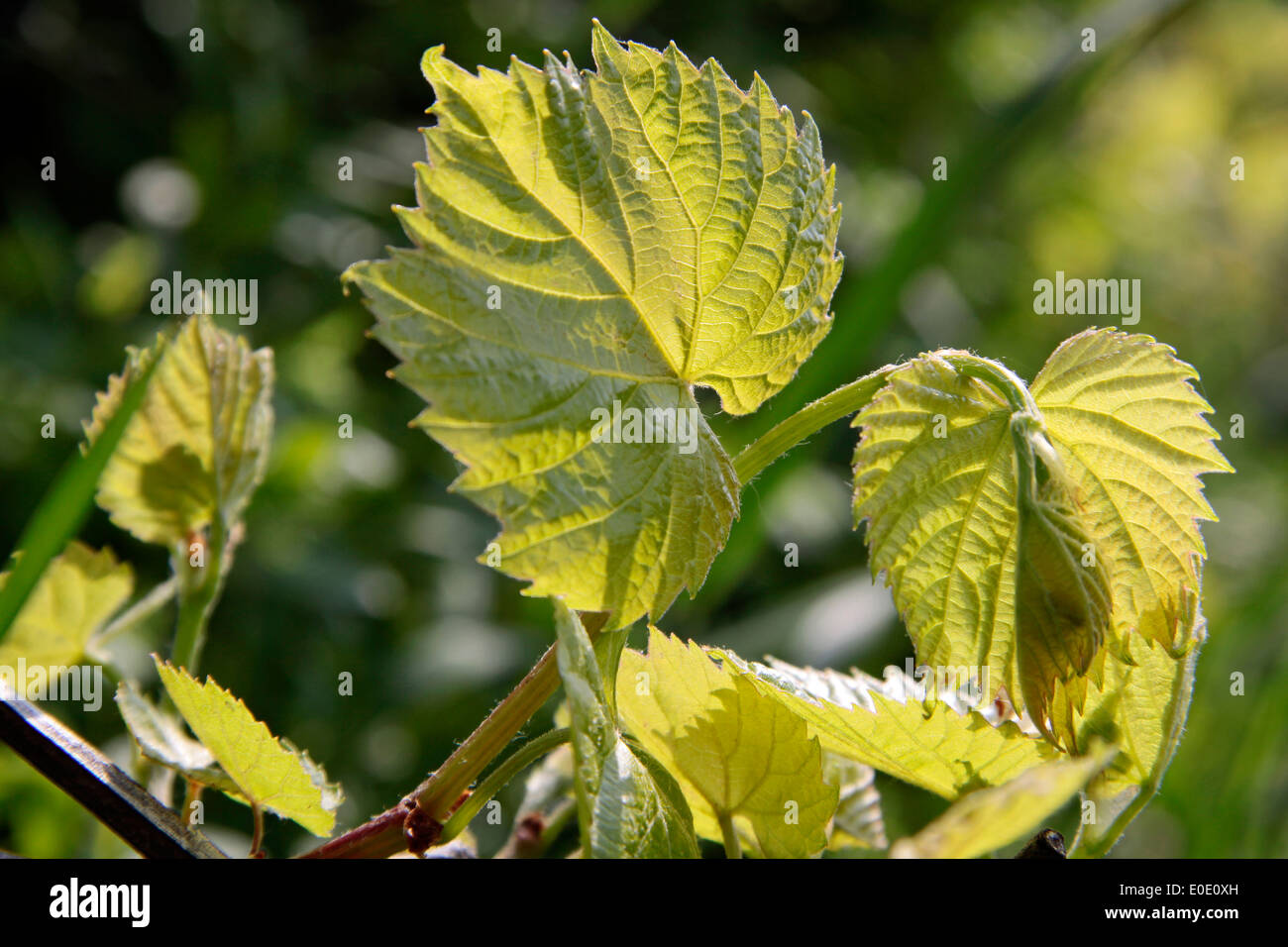 Giovani foglie di uva nella primavera al Lago Balaton, Ungheria Foto Stock