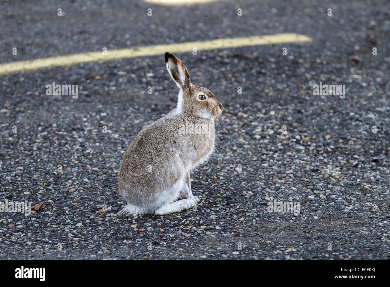 Coniglio silvilago (Sylvilagus floridanus) seduto in stato di allerta con le orecchie in rilievo, in città parcheggio, Calgary, Alberta, Canada Foto Stock