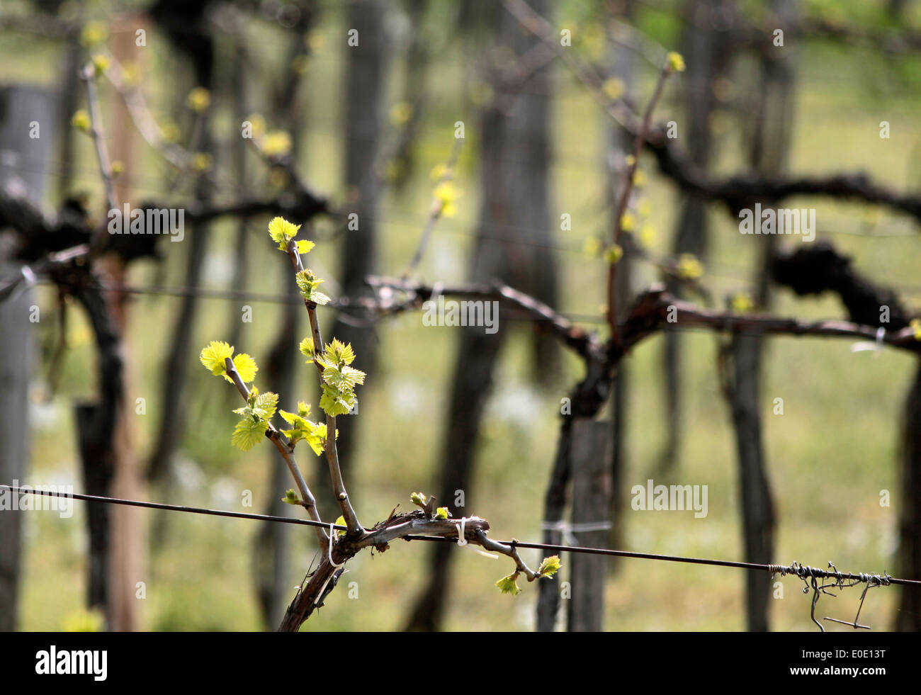 Vigneto in primavera tempo Aszofö vicino al Lago Balaton, Ungheria Foto Stock