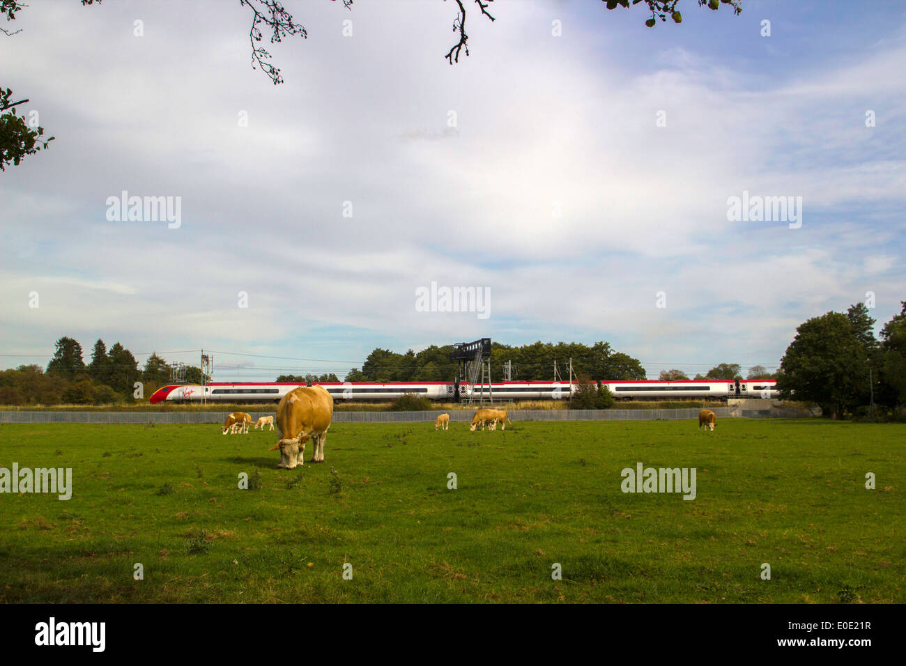 Treni del Virgin Pendolino classe 390 ad alta velocità treno passeggeri nella zona Tamworth-Lichfield della West Coast Mainline (WCML). Foto Stock