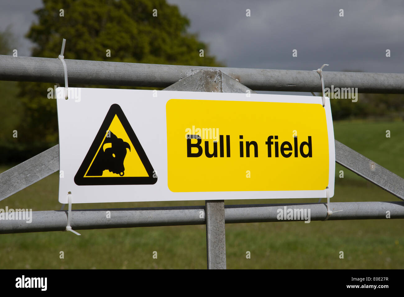 Bull nel campo in segno di allarme collegato al gate farm England Regno Unito Foto Stock