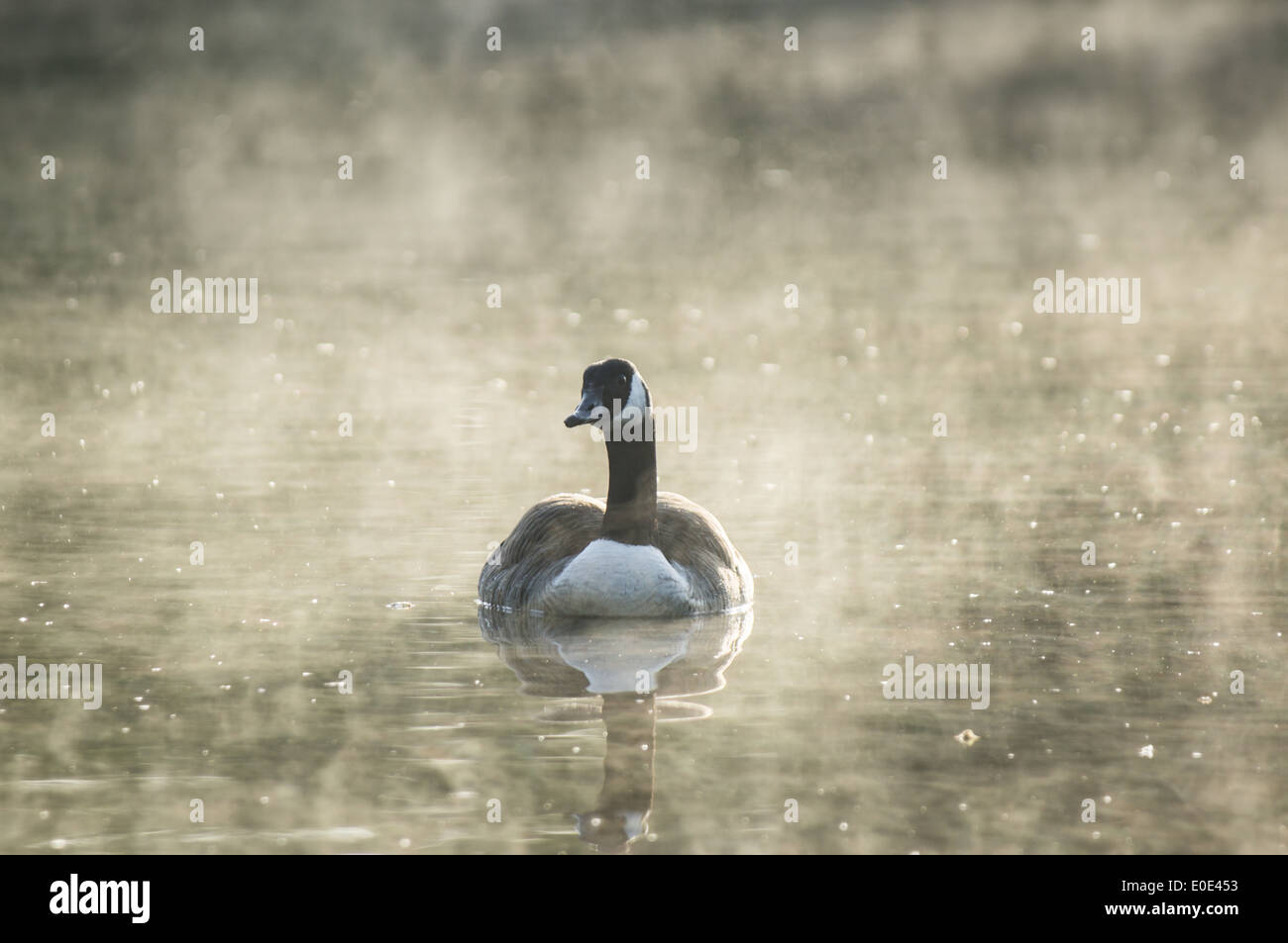 Canada oca (Branta canadensis) mattina misty su un lago Foto Stock