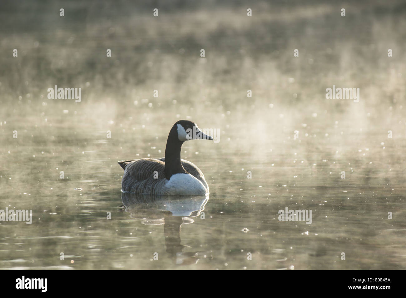 Canada oca (Branta canadensis) mattina misty su un lago Foto Stock