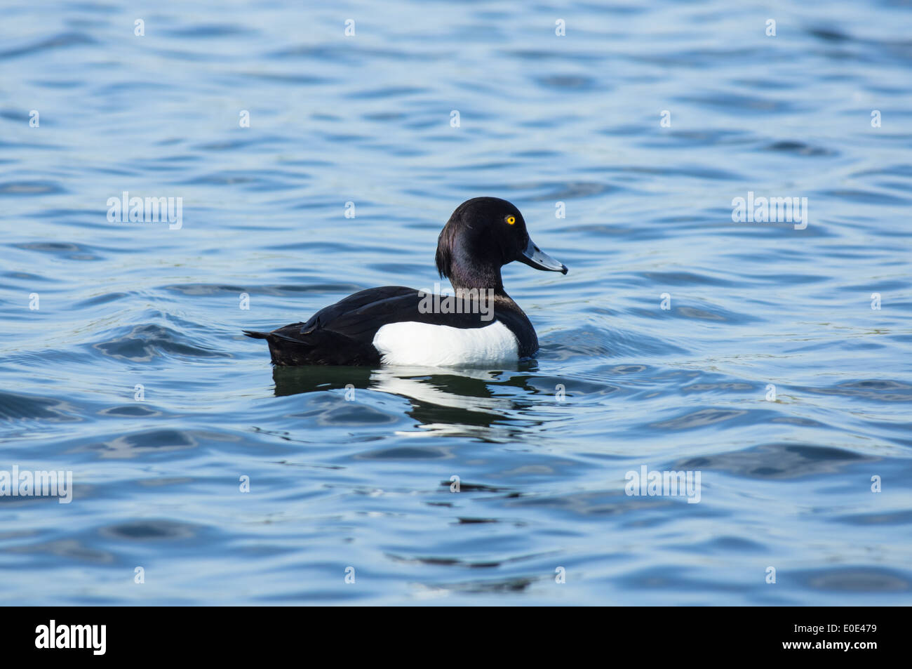 Anatra tufted, Aythya fuligula, maschio Foto Stock