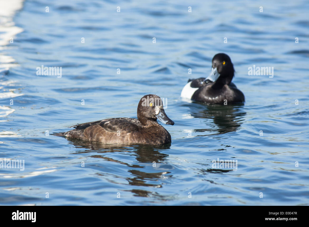 Anatra tufted, Aythya fuligula, maschio e femmina Foto Stock