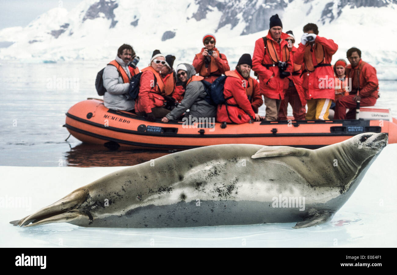 I passeggeri di un expedition nave da crociera in Antartide per visualizzare una diffida crabeater tenuta in appoggio sulla banchisa in Paradise Bay. Foto Stock