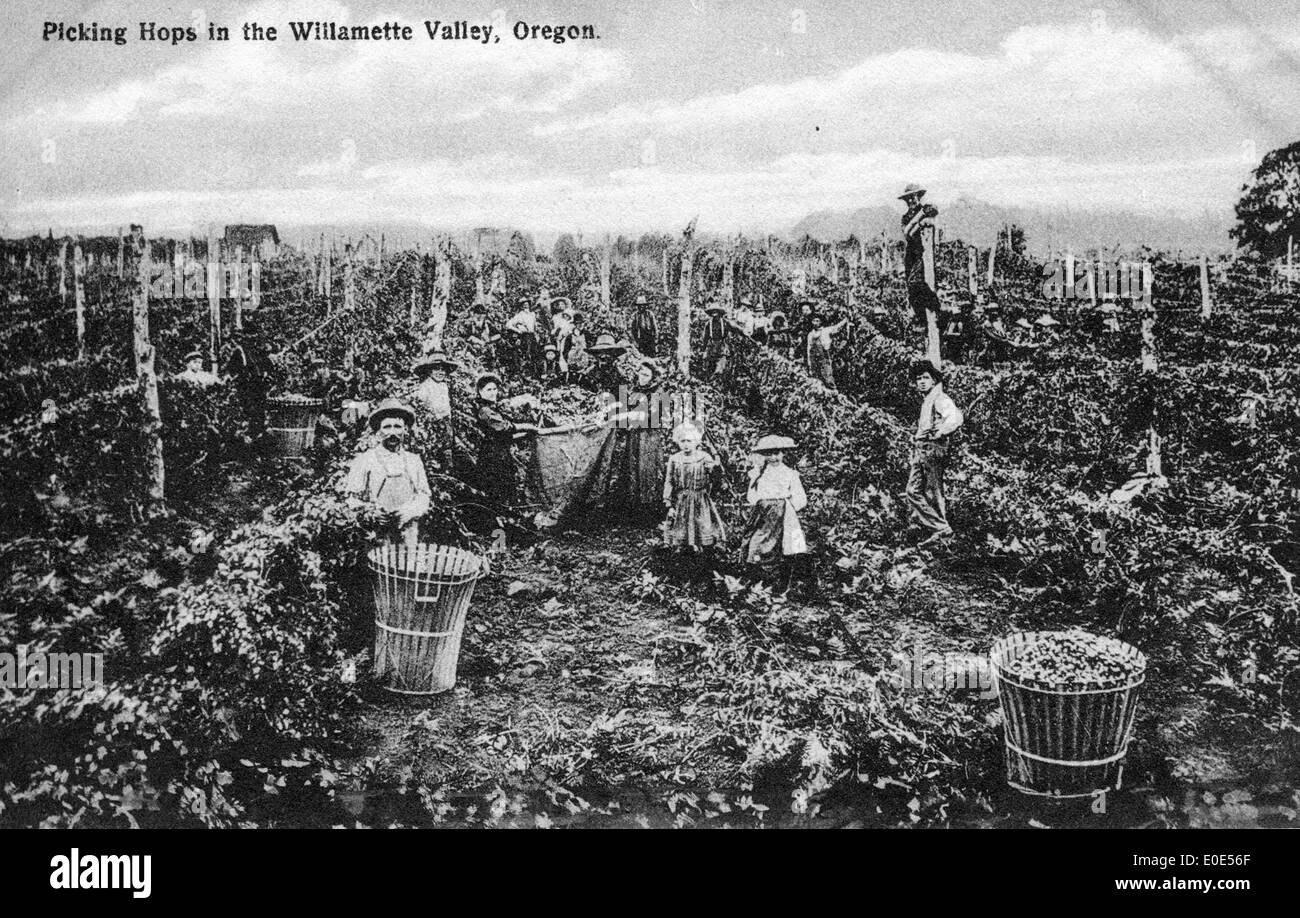 La raccolta del luppolo nella Willamette Valley, Oregon Foto Stock