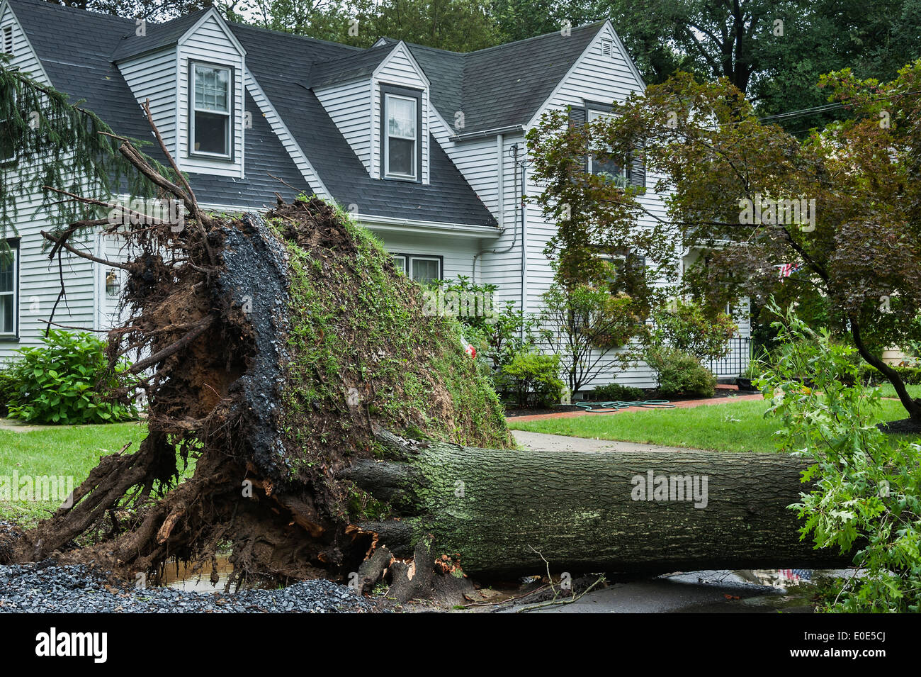 Uragano danni ad albero, New Jersey, STATI UNITI D'AMERICA Foto Stock
