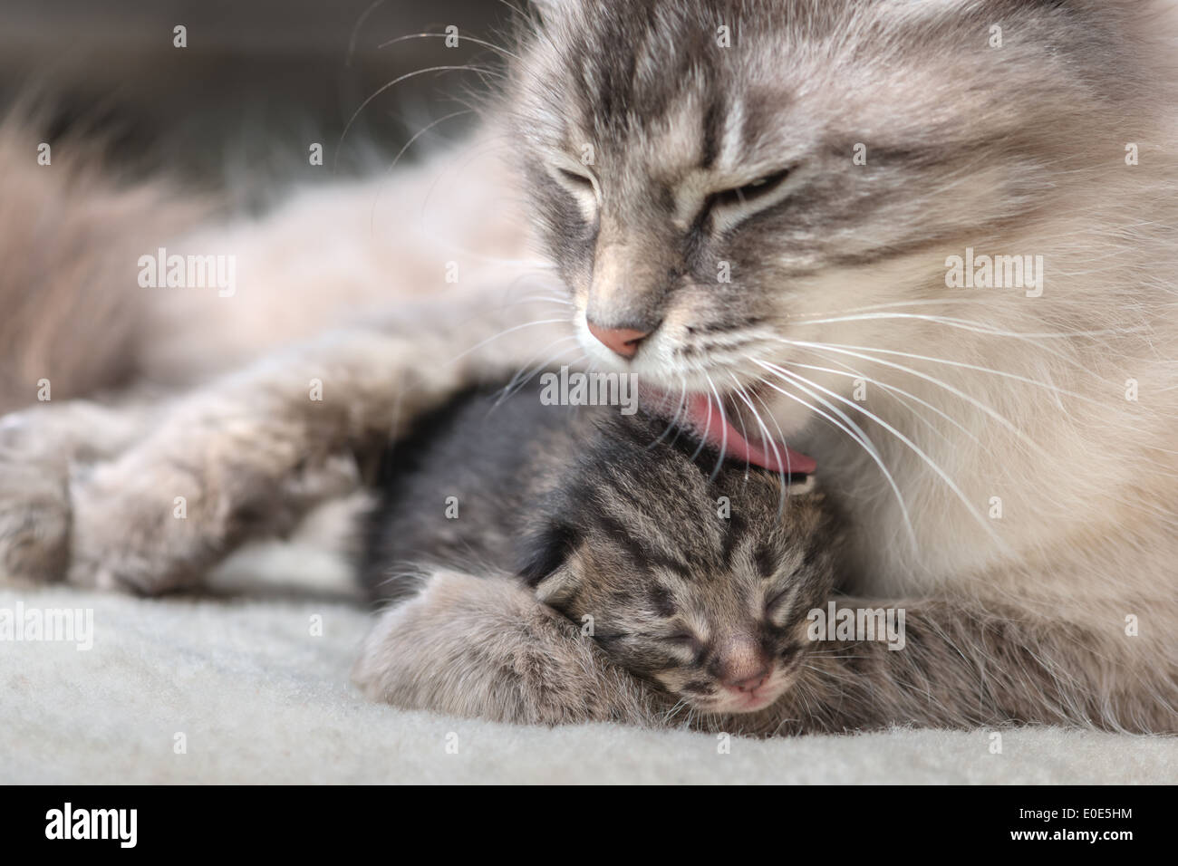 Gattino con la madre close up Foto Stock