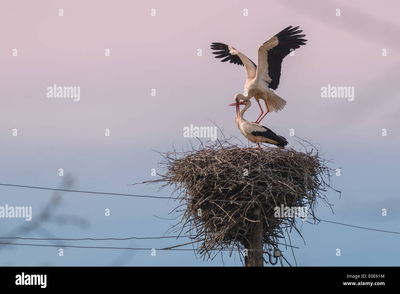 Due cicogna in nido closeup Foto Stock