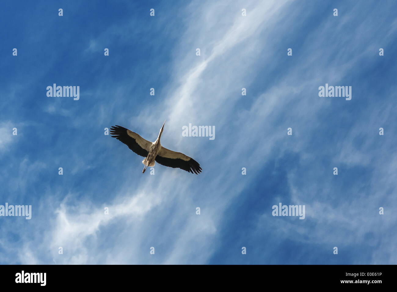 Da sola cicogna nel cielo blu Foto Stock