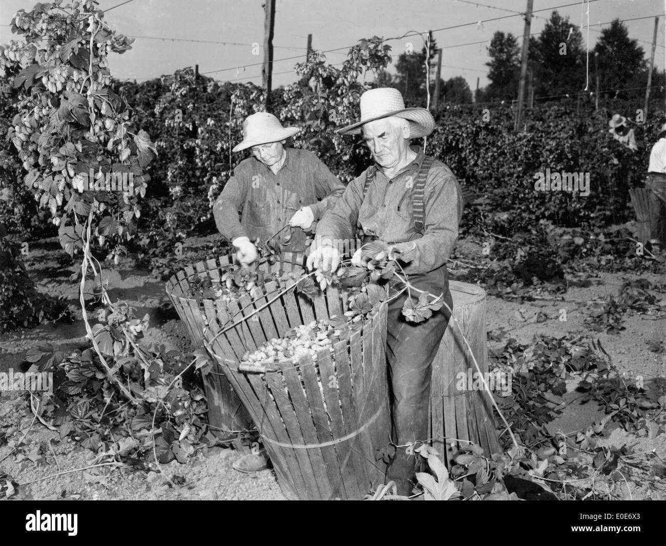 I vecchi operai agricoli il prelievo nel settore del luppolo Foto Stock