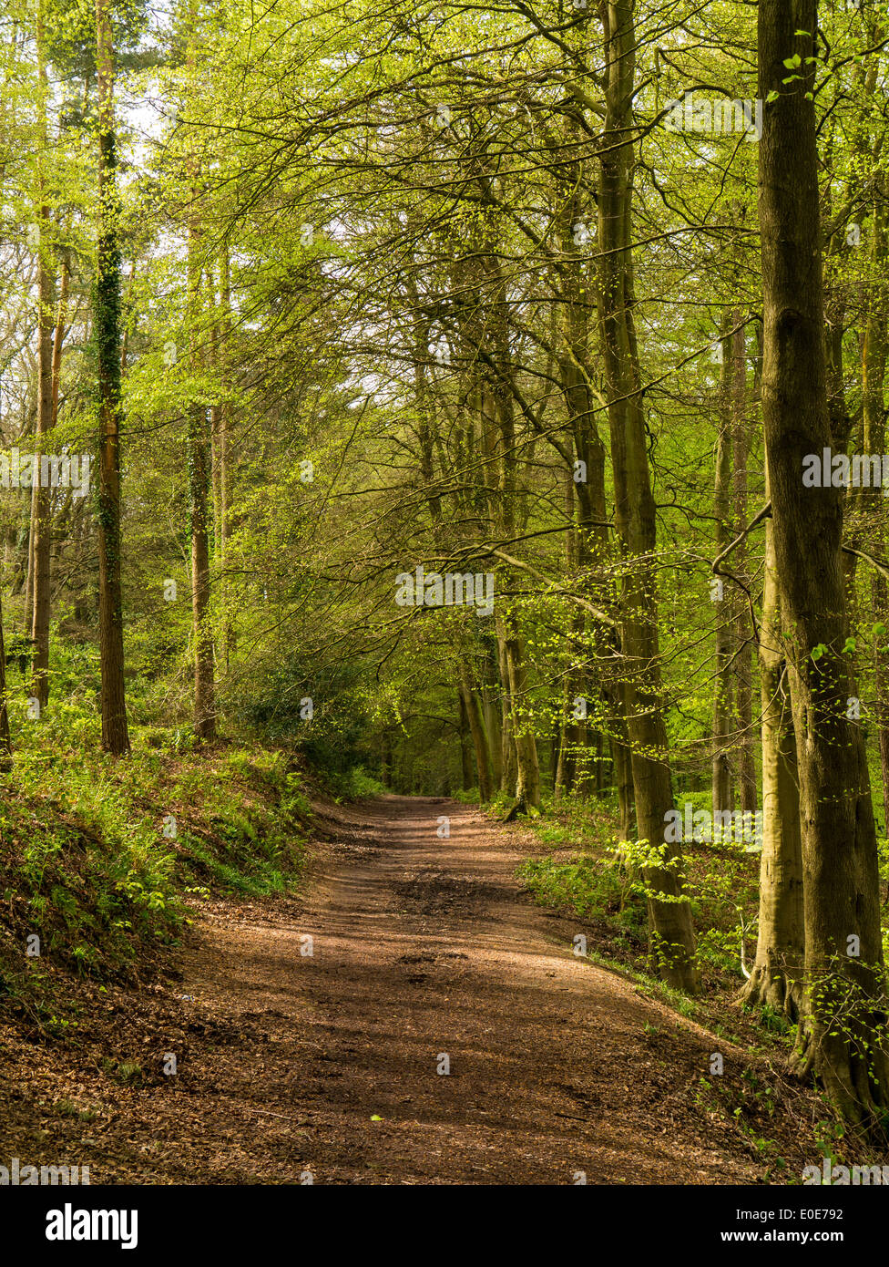Percorso del bosco nella Foresta di Dean, vicino a Coleford, REGNO UNITO Foto Stock