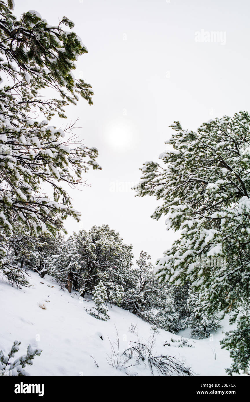 Vista invernale della tempesta di neve sul Po Rainbow Trail, appena fuori Salida, Colorado, STATI UNITI D'AMERICA Foto Stock