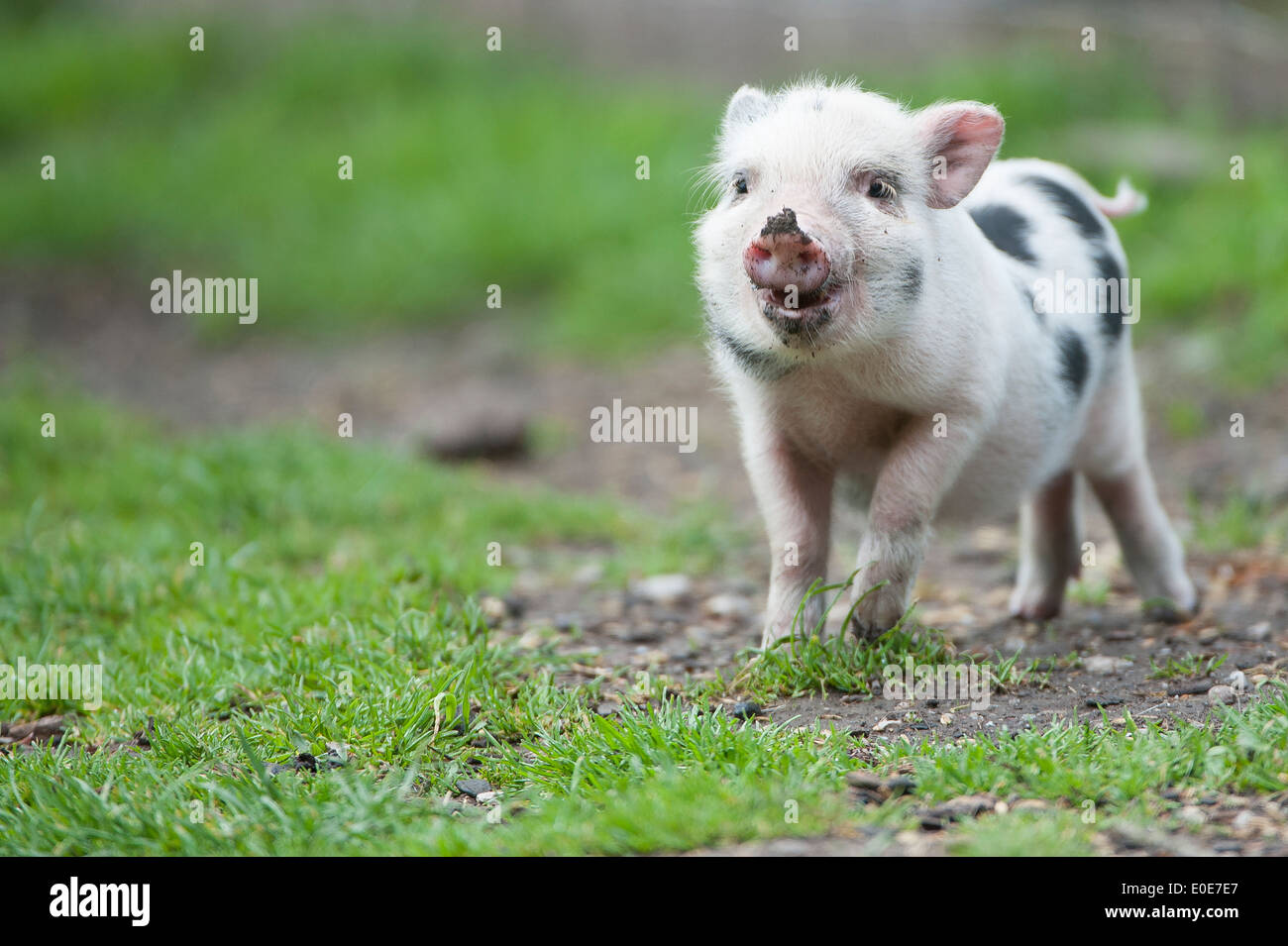 Hängebauchschwein, panciuta maiale, Foto Stock
