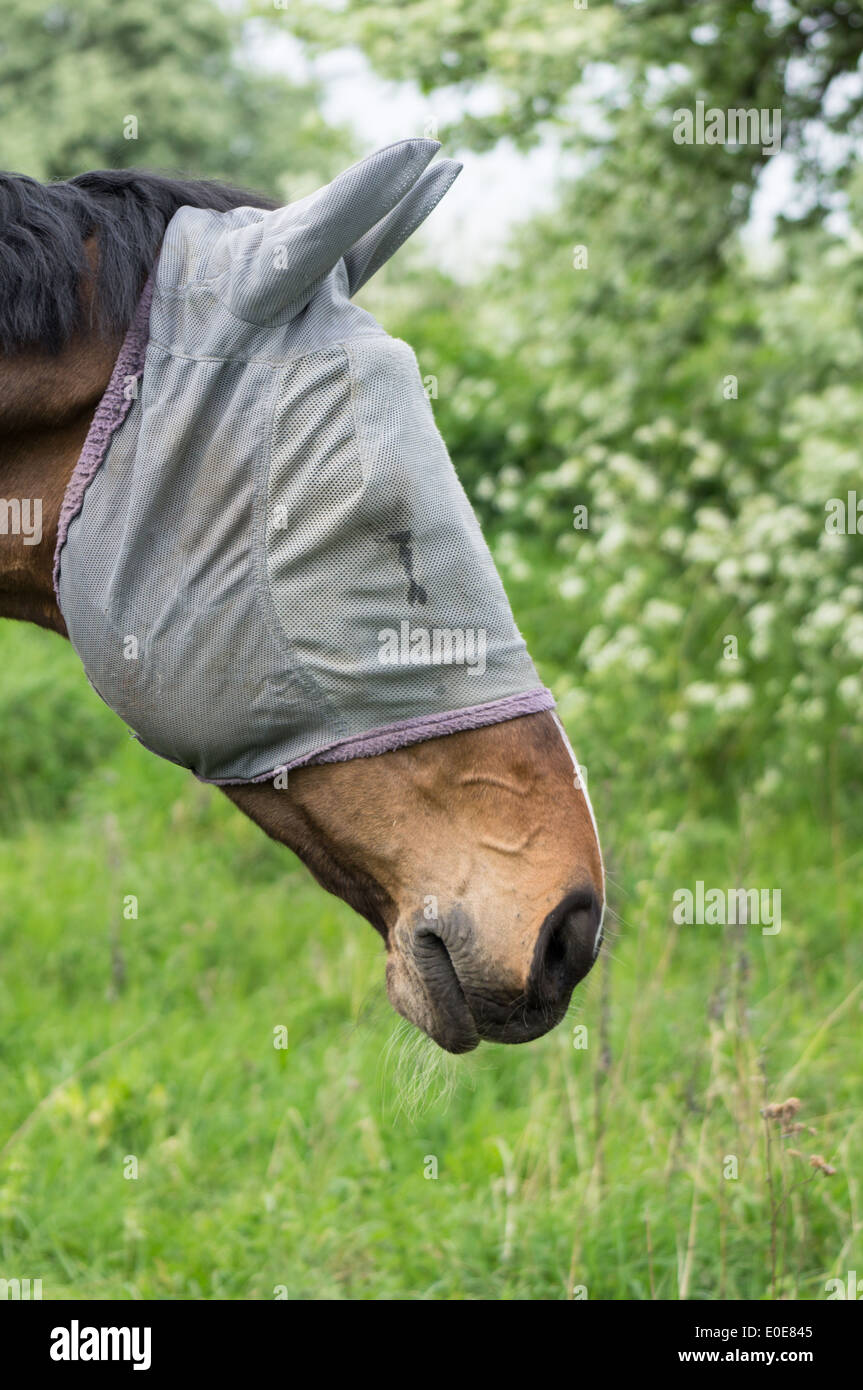 Cavallo nella maschera di protezione Foto Stock